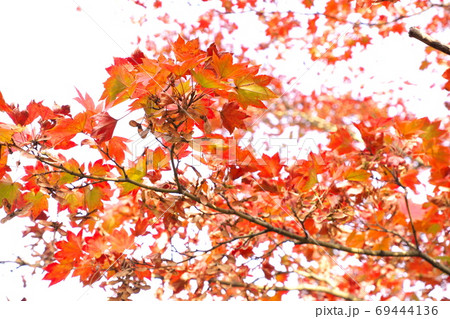 紅葉の景色 紅葉の景色 69444136