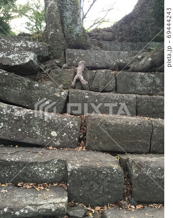 階段を上る人間のような木の根 69444243