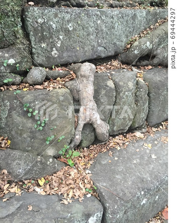 石段を登る人間のような木の根 69444297