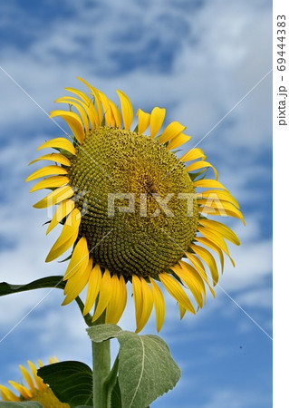 岡山県笠岡市笠岡ベイファームのヒマワリ（クローズアップ） 69444383