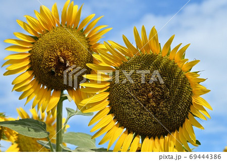 岡山県笠岡市笠岡ベイファームのヒマワリ（クローズアップ） 69444386