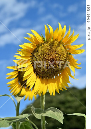 岡山県笠岡市笠岡ベイファームのヒマワリ（クローズアップ） 69444393