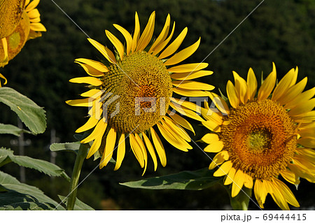 岡山県笠岡市笠岡ベイファームのヒマワリ（クローズアップ） 69444415