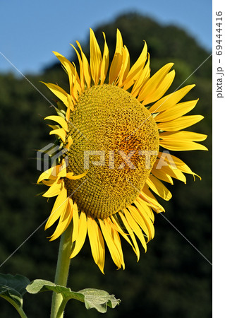 岡山県笠岡市笠岡ベイファームのヒマワリ(クローズアップ) 岡山県笠岡市笠岡ベイファームのヒマワリ(クローズアップ) 69444416