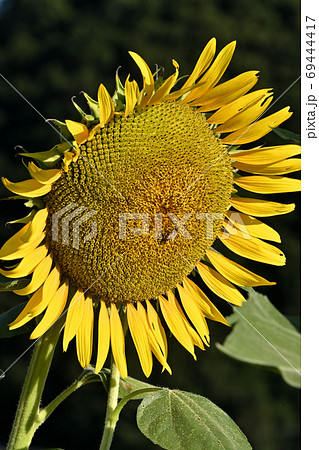 岡山県笠岡市笠岡ベイファームのヒマワリ（クローズアップ） 69444417