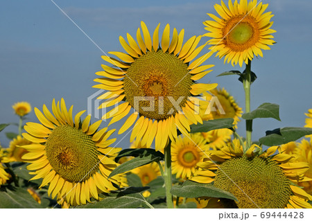 岡山県笠岡市笠岡ベイファームのヒマワリ(クローズアップ) 岡山県笠岡市笠岡ベイファームのヒマワリ(クローズアップ) 69444428