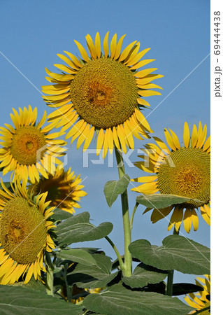 岡山県笠岡市笠岡ベイファームのヒマワリ（クローズアップ） 69444438