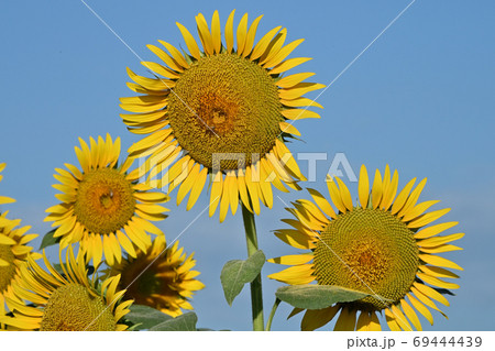 岡山県笠岡市笠岡ベイファームのヒマワリ（クローズアップ） 69444439