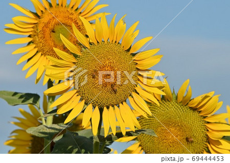 岡山県笠岡市笠岡ベイファームのヒマワリ（クローズアップ） 69444453
