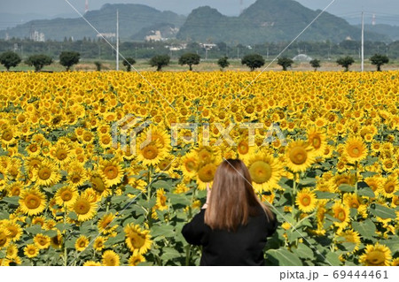 岡山県笠岡市笠岡ベイファームのヒマワリ 69444461