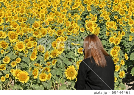 岡山県笠岡市笠岡ベイファームのヒマワリ 69444462