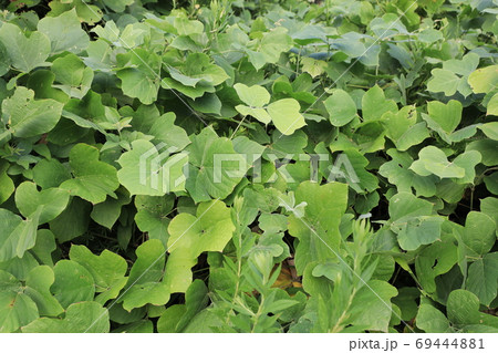 クズ クズ 69444881