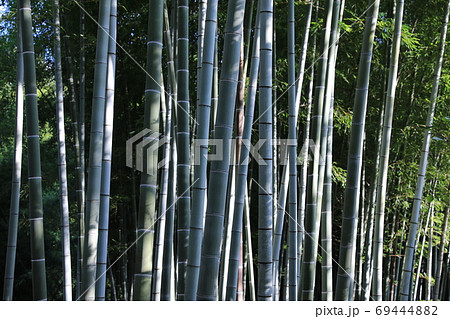 竹 竹 69444882