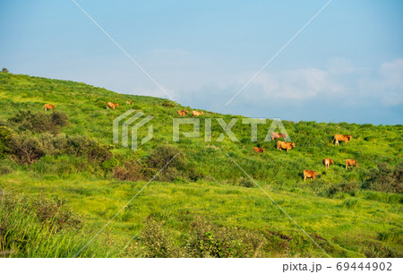 阿蘇五岳の大自然の中に放牧され育つ牛 69444902
