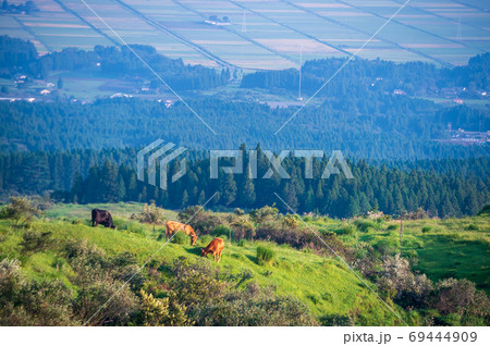 阿蘇五岳の大自然の中に放牧され育つ牛 69444909