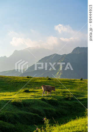 阿蘇五岳の大自然の中に放牧され育つ牛 69444915