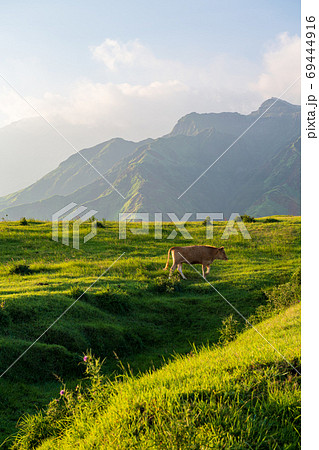 阿蘇五岳の大自然の中に放牧され育つ牛 69444916