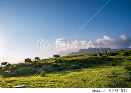 阿蘇五岳の大自然の中に放牧され育つ牛 69444932