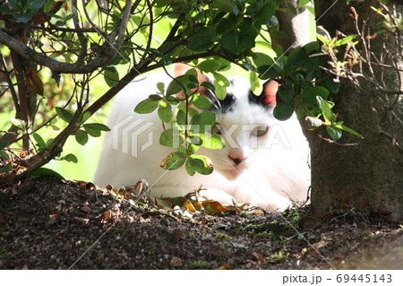 ネコ 69445143