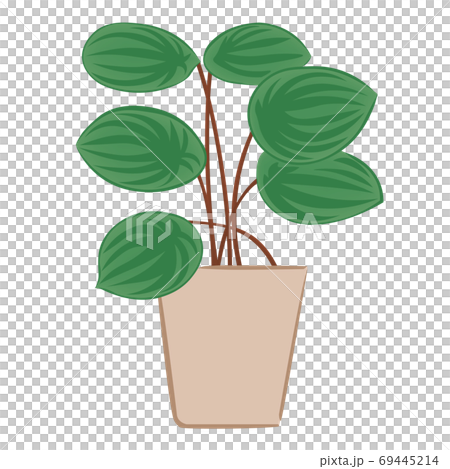 Peperomia of foliage plants (vector illustration) 69445214