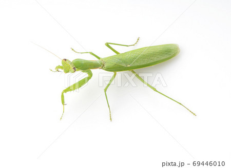 ハラビロカマキリ ハラビロカマキリ 69446010