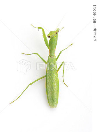 ハラビロカマキリ ハラビロカマキリ 69446011