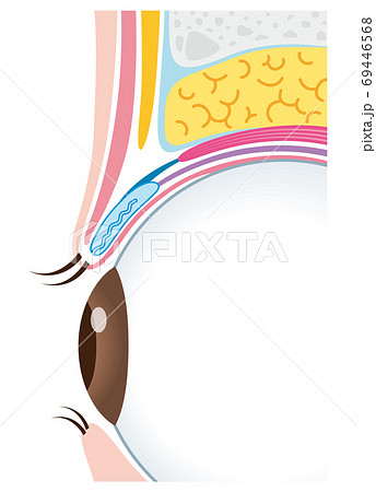 一重瞼の構造　まぶた　断面図 69446568