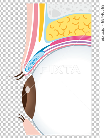 一重瞼の構造　まぶた　断面図 69446568