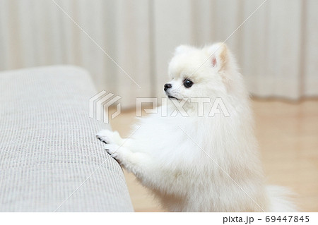 ソファにジャンプするポメラニアンの男の子 69447845