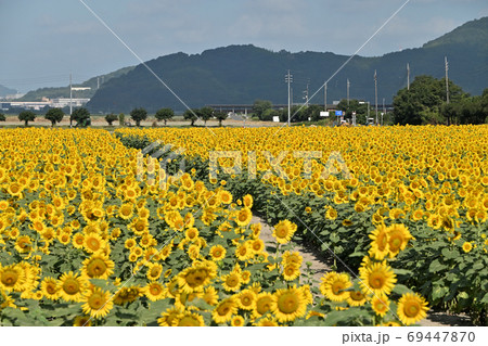 岡山県笠岡市笠岡ベイファームのヒマワリ 69447870