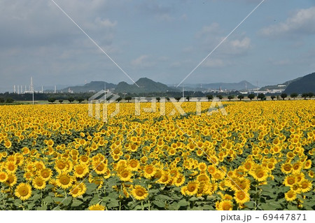 岡山県笠岡市笠岡ベイファームのヒマワリ 69447871