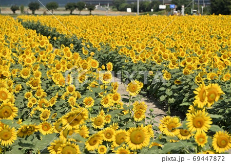 岡山県笠岡市笠岡ベイファームのヒマワリ 岡山県笠岡市笠岡ベイファームのヒマワリ 69447872