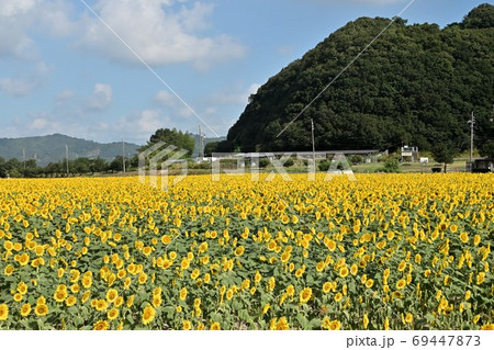 岡山県笠岡市笠岡ベイファームのヒマワリ 69447873
