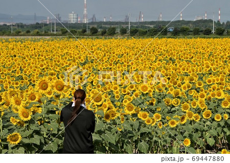 岡山県笠岡市笠岡ベイファームのヒマワリ 岡山県笠岡市笠岡ベイファームのヒマワリ 69447880