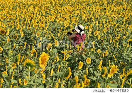 岡山県笠岡市笠岡ベイファームのヒマワリ 69447889