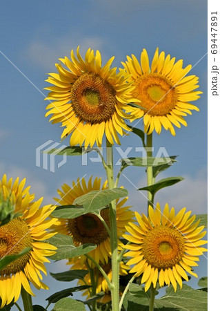 岡山県笠岡市笠岡ベイファームのヒマワリ（クローズアップ） 69447891