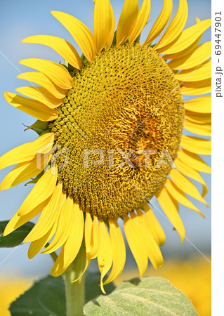 岡山県笠岡市笠岡ベイファームのヒマワリ(クローズアップ) 岡山県笠岡市笠岡ベイファームのヒマワリ(クローズアップ) 69447901