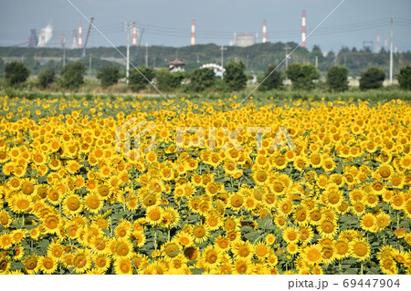 岡山県笠岡市笠岡ベイファームのヒマワリ 岡山県笠岡市笠岡ベイファームのヒマワリ 69447904