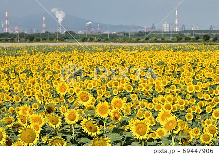 岡山県笠岡市笠岡ベイファームのヒマワリ 岡山県笠岡市笠岡ベイファームのヒマワリ 69447906