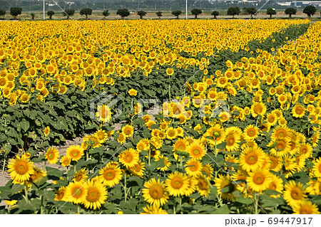岡山県笠岡市笠岡ベイファームのヒマワリ 69447917
