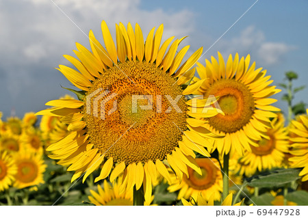 岡山県笠岡市笠岡ベイファームのヒマワリ(クローズアップ) 岡山県笠岡市笠岡ベイファームのヒマワリ(クローズアップ) 69447928