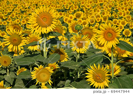 岡山県笠岡市笠岡ベイファームのヒマワリ 69447944