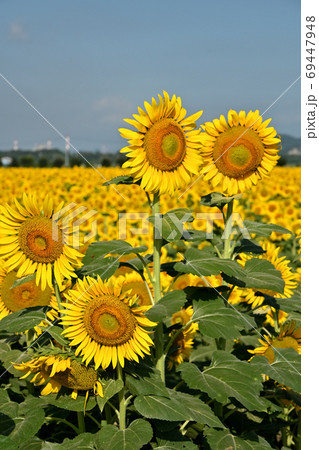 岡山県笠岡市笠岡ベイファームのヒマワリ(クローズアップ) 岡山県笠岡市笠岡ベイファームのヒマワリ(クローズアップ) 69447948
