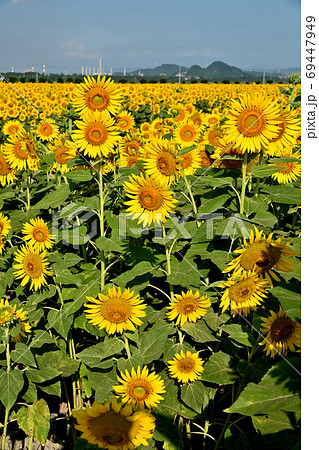 岡山県笠岡市笠岡ベイファームのヒマワリ(クローズアップ) 岡山県笠岡市笠岡ベイファームのヒマワリ(クローズアップ) 69447949