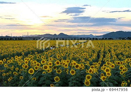 岡山県笠岡市笠岡ベイファームの夕暮れのヒマワリ 岡山県笠岡市笠岡ベイファームの夕暮れのヒマワリ 69447956
