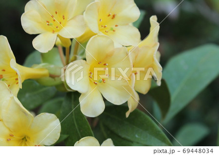 熱帯植物マレーシアシャクナゲ 熱帯植物マレーシアシャクナゲ 69448034