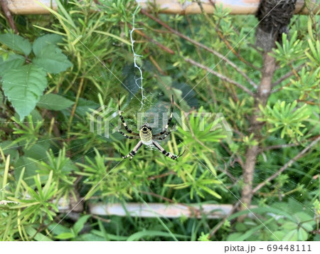 黄色と黒の縞模様のクモとクモの巣/The spider 黄色と黒の縞模様のクモとクモの巣/The spider 69448111