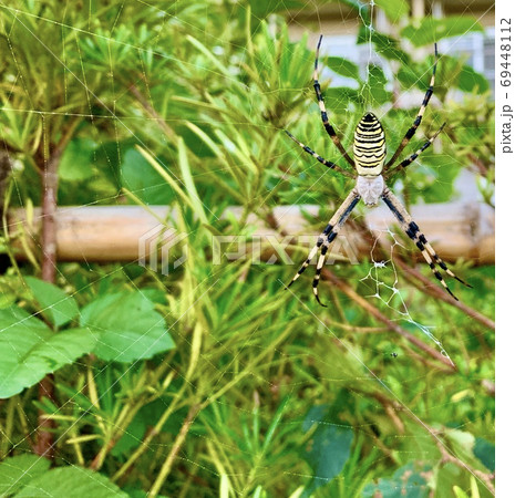 黄色と黒の縞模様のクモとクモの巣/The spider 黄色と黒の縞模様のクモとクモの巣/The spider 69448112