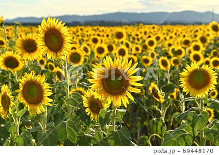 岡山県笠岡市笠岡ベイファームの夕暮れのヒマワリ 69448170