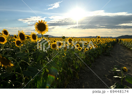 岡山県笠岡市笠岡ベイファームの夕暮れのヒマワリ 69448174